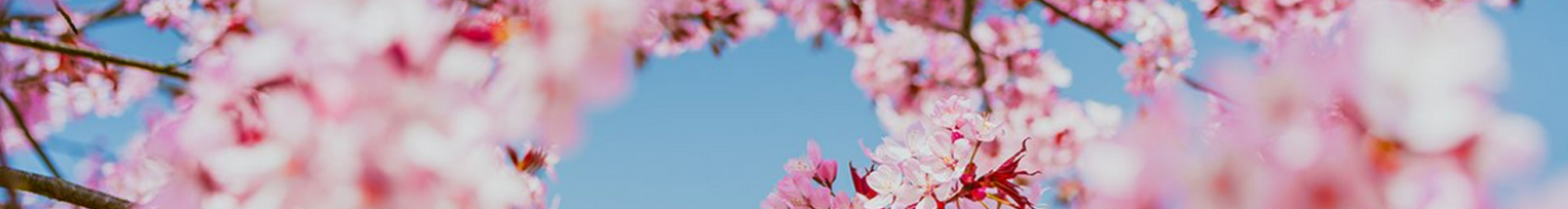 bloesems_haspengouw.png