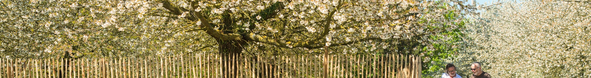 sv_2018_tl_bloesems_01_sv8_5162-2.jpg