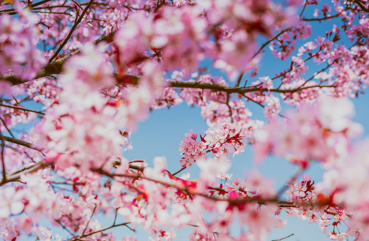 bloesems_haspengouw.png